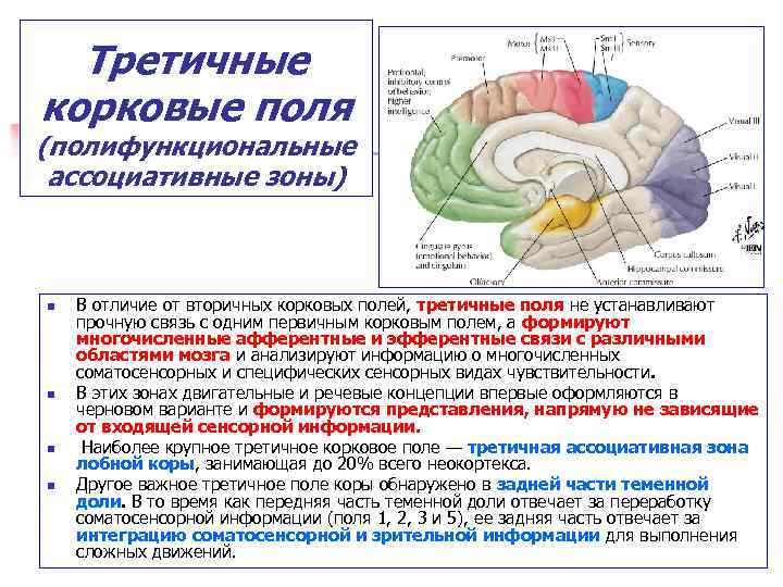 Нарушение функции головного мозга