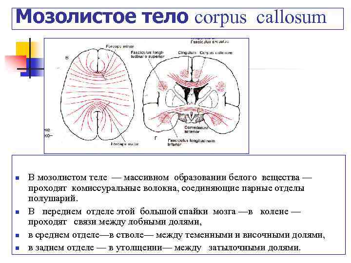 Мозолистое тело. Комиссуральные волокна мозолистого тела. Комиссуральные волокна белого вещества. Мозолистое тело мозга функции. Мозолистое тело и спайки мозга.