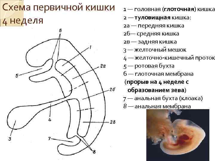 Схема первичной кишки  1 — головная (глоточная) кишка     2