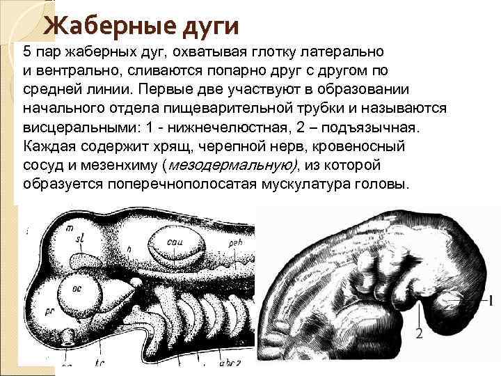  Жаберные дуги 5 пар жаберных дуг, охватывая глотку латерально и вентрально, сливаются попарно