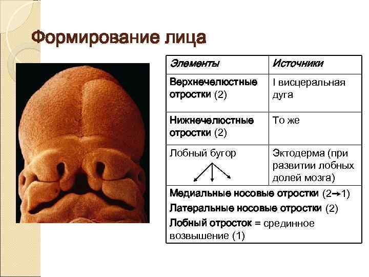 Формирование лица   Элементы   Источники   Верхнечелюстные  I висцеральная