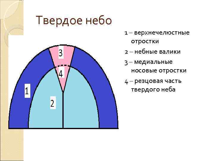 Твердое небо    1 – верхнечелюстные    отростки  