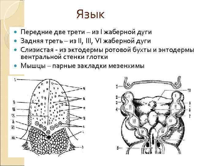    Язык  Передние две трети – из I жаберной дуги 