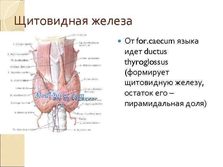 Щитовидная железа    От for. caecum языка    идет ductus