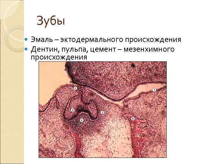  Зубы Эмаль – эктодермального происхождения Дентин, пульпа, цемент – мезенхимного происхождения 