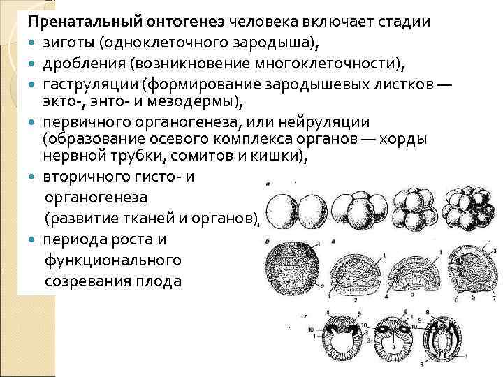Пренатальный онтогенез человека включает стадии  зиготы (одноклеточного зародыша),  дробления (возникновение многоклеточности), 