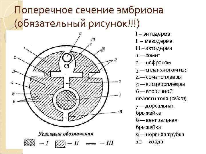 Поперечное сечение эмбриона (обязательный рисунок!!!)    I – энтодерма   