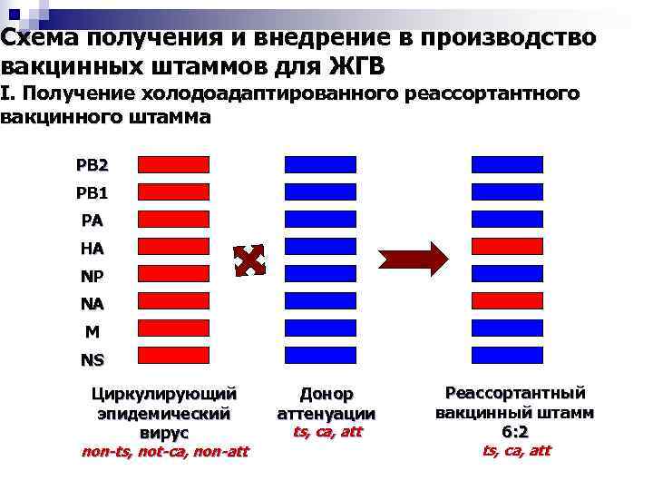 Схема получения и внедрение в производство вакцинных штаммов для ЖГВ I. Получение холодоадаптированного реассортантного