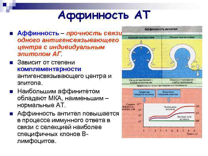     Аффинность АТ n  Аффинность – прочность связи одного антигенсвязывающего