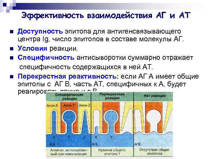 Эффективность взаимодействия АГ и АТ n  Доступность эпитопа для антигенсвязывающего центра Ig,