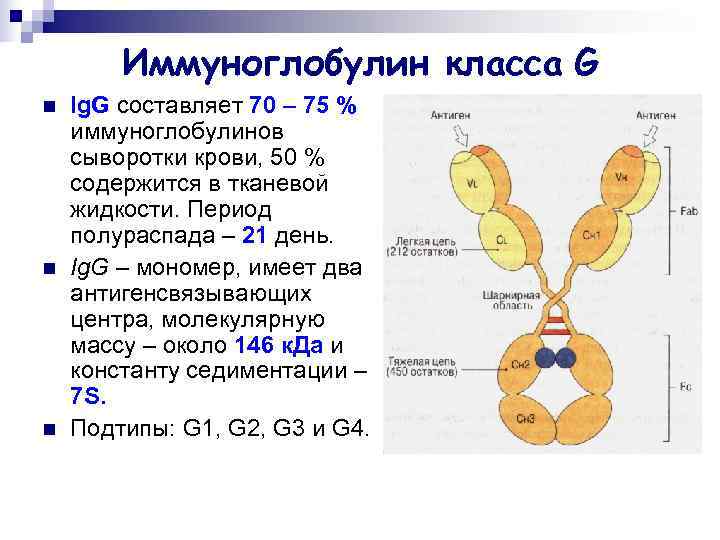   Иммуноглобулин класса G n  Ig. G составляет 70 – 75 %