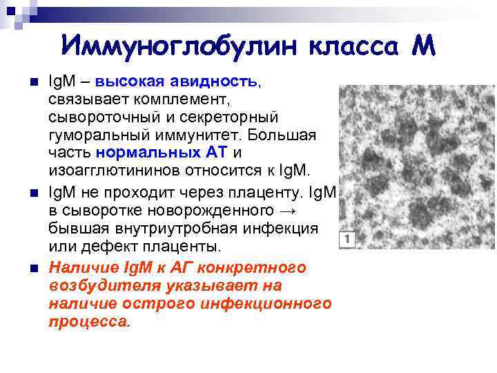  Иммуноглобулин класса М n  Ig. М – высокая авидность, связывает комплемент, сывороточный