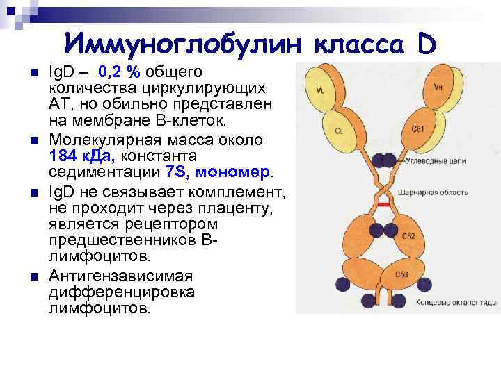  Иммуноглобулин класса D n  Ig. D – 0, 2 % общего количества