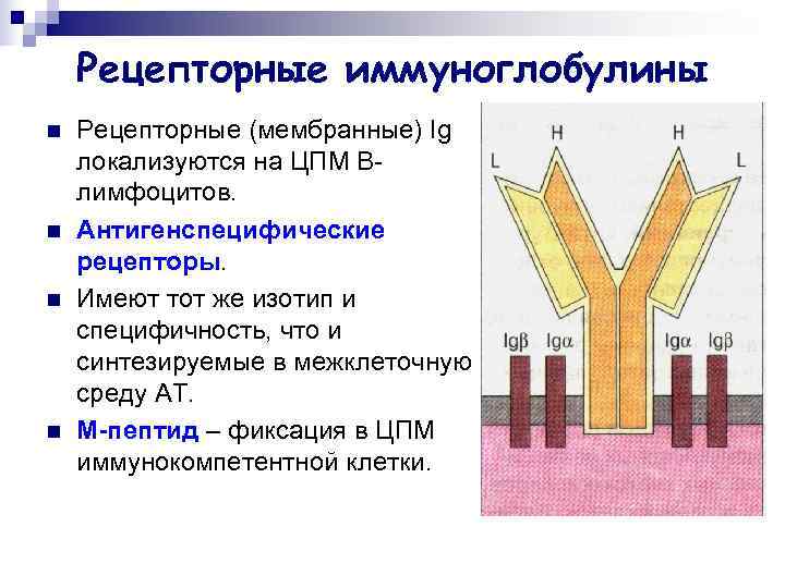   Рецепторные иммуноглобулины n  Рецепторные (мембранные) Ig локализуются на ЦПМ B- лимфоцитов.