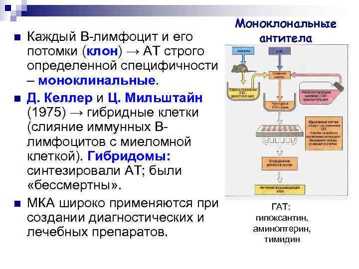        Моноклональные n  Каждый B-лимфоцит и его