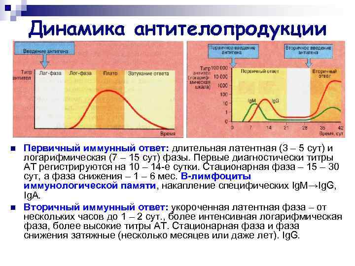   Динамика антителопродукции n  Первичный иммунный ответ: длительная латентная (3 – 5