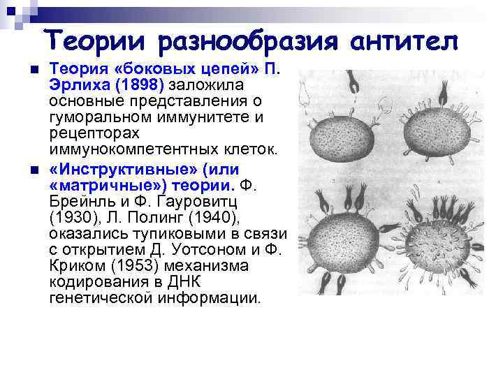   Теории разнообразия антител n  Теория «боковых цепей» П. Эрлиха (1898) заложила