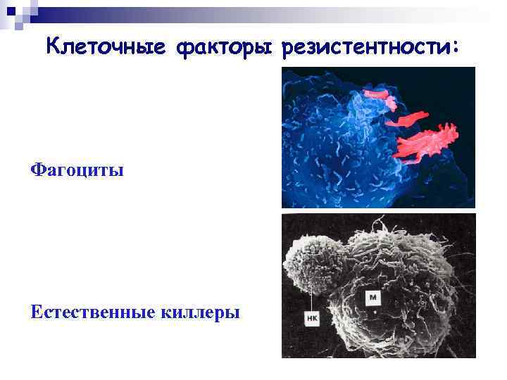 Клеточные факторы защиты. Клеточные факторы неспецифической резистентности. Клеточные факторы естественной резистентности. Клеточные факторы резистентности. Естественные киллеры.