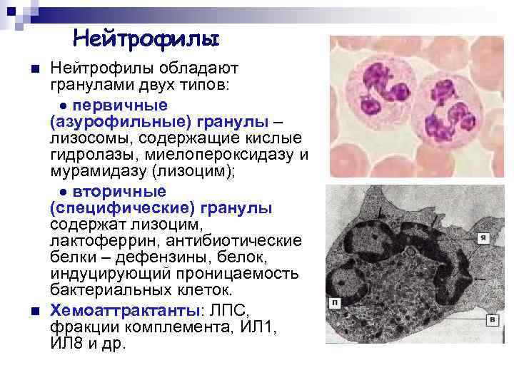  Нейтрофилы n  Нейтрофилы обладают гранулами двух типов:   первичные (азурофильные) гранулы