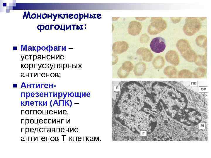   Мононуклеарные  фагоциты:  n  Макрофаги – устранение корпускулярных антигенов; n