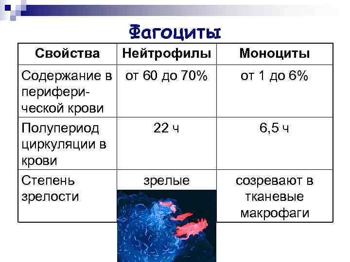    Фагоциты Свойства  Нейтрофилы Моноциты Содержание в от 60 до 70%