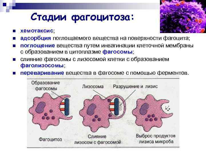 Может осуществлять фагоцитоз способен к амебоидному движению. Этапы фагоцитоза иммунология. Стадии фагоцитоза иммунология. Механизм фагоцитоза макрофагом. Стадии фагоцитоза активация мембраны.