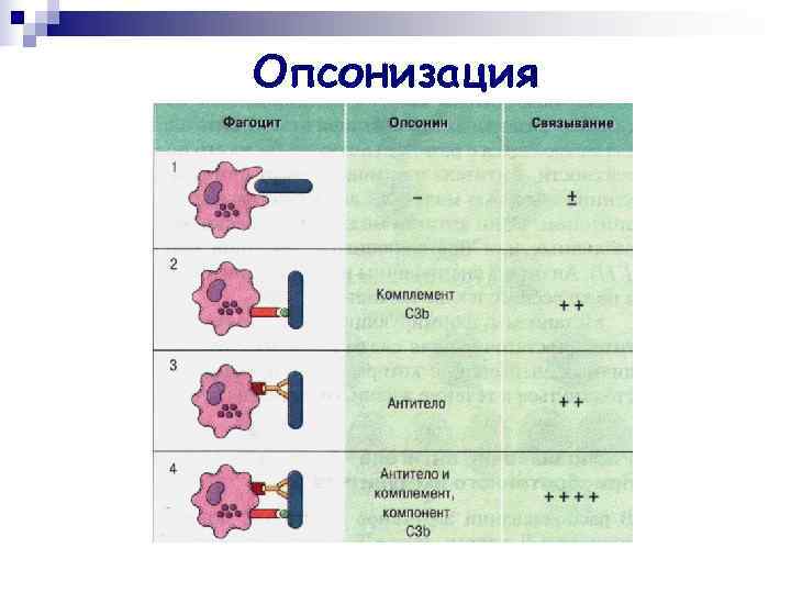 Опсонизация 