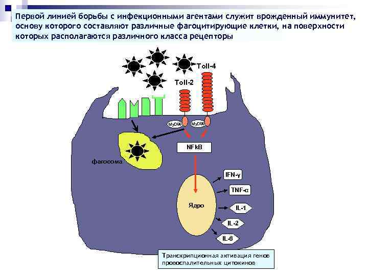 Первой линией борьбы с инфекционными агентами служит врожденный иммунитет, основу которого составляют различные фагоцитирующие