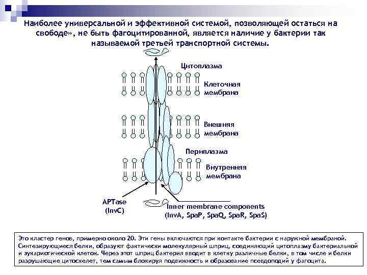  Наиболее универсальной и эффективной системой, позволяющей остаться на  свободе» , не быть