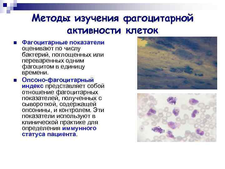 Активность клетки. Методы оценки фагоцитарной активности лейкоцитов. Фагоцитарная активность. Клетки, обладающие фагоцитарной активностью:. Фагоцитарный индекс и фагоцитарное число.