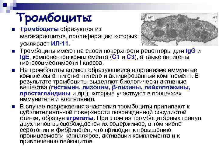 Гранулы тромбоцитов содержат. Тромбоциты образуются из. Что образуется из мегакариоцитов. Пролиферация мегакариоцитов. Тромбоциты мегакариоциты.