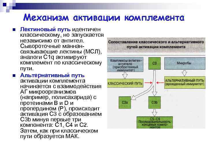 Пути активации комплемента