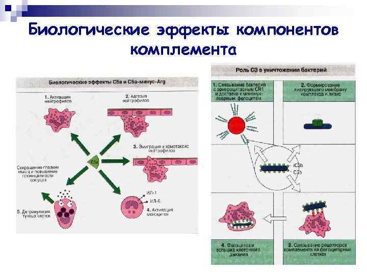 Биологические эффекты компонентов  комплемента 