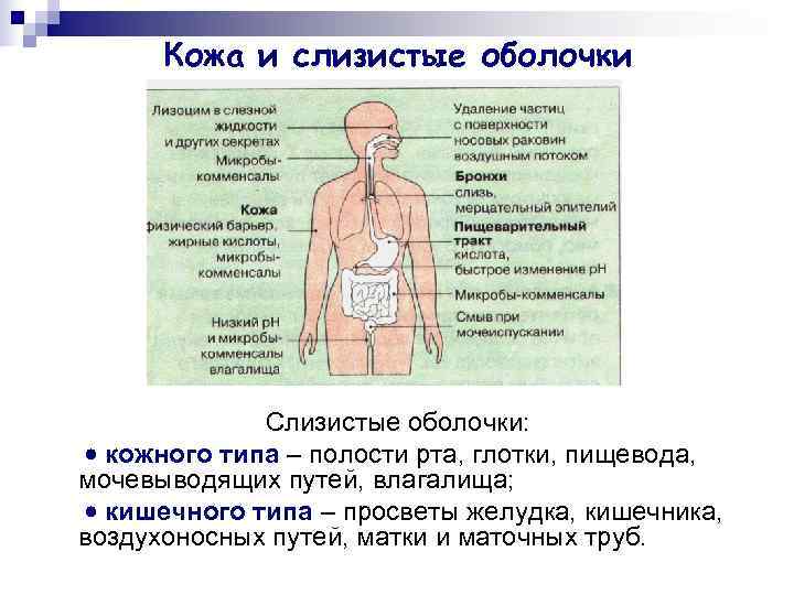  Кожа и слизистые оболочки   Слизистые оболочки:  кожного типа – полости