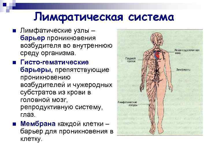   Лимфатическая система n  Лимфатические узлы – барьер проникновения возбудителя во внутреннюю