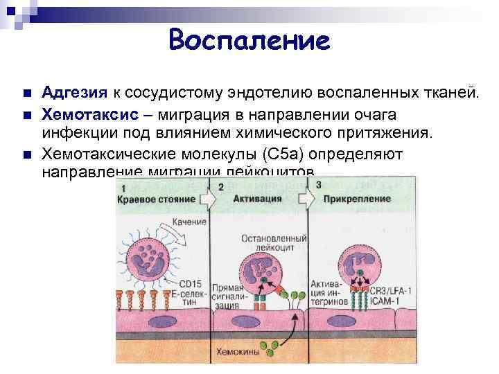    Воспаление n  Адгезия к сосудистому эндотелию воспаленных тканей. n 