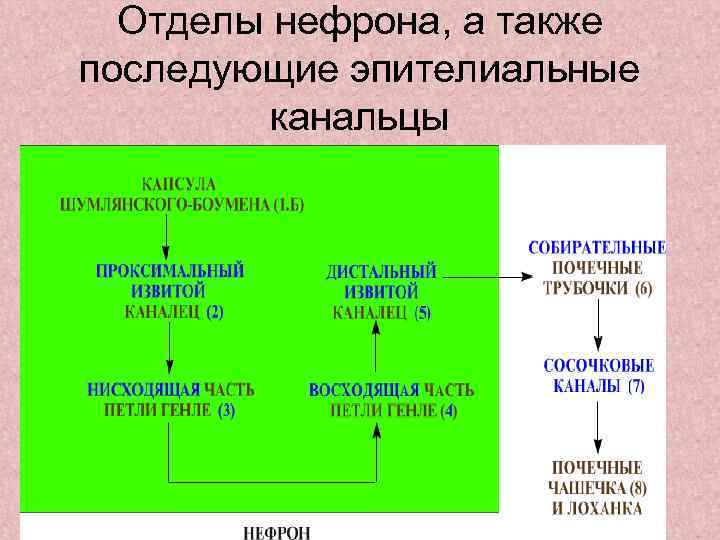  Отделы нефрона, а также последующие эпителиальные   канальцы 