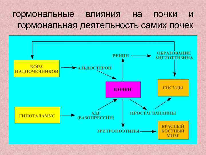 гормональные влияния на почки и гормональная деятельность самих почек 