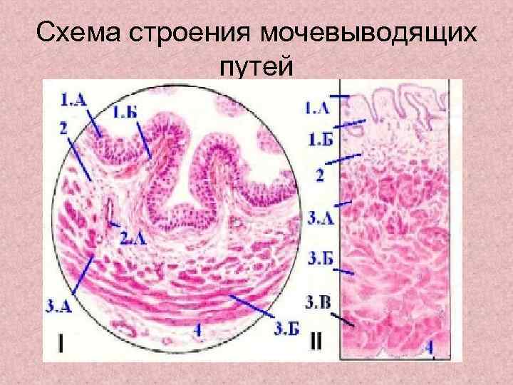 Схема строения мочевыводящих   путей 