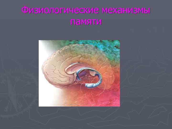 Физиологические механизмы   памяти 