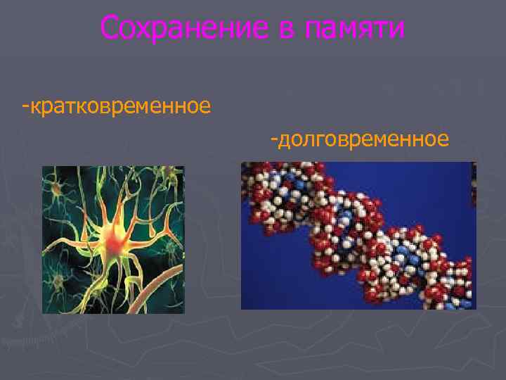  Сохранение в памяти -кратковременное    -долговременное 