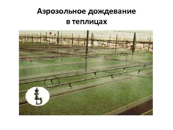 Аэрозольное дождевание  в теплицах 