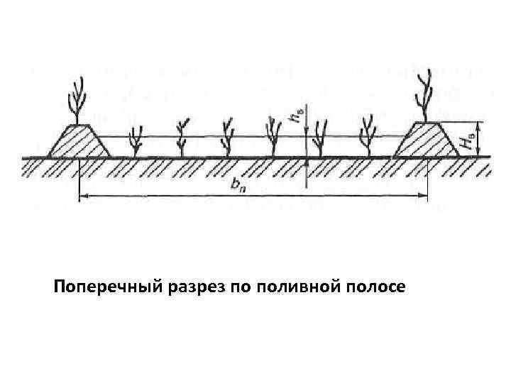 Поперечный разрез по поливной полосе 