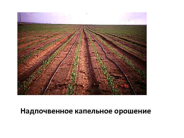 Надпочвенное капельное орошение 