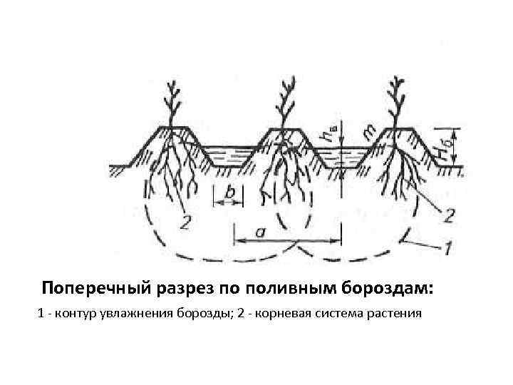 Поперечный разрез по поливным бороздам: 1  контур увлажнения борозды; 2  корневая система