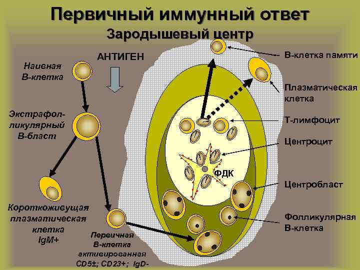 Первичные клетки