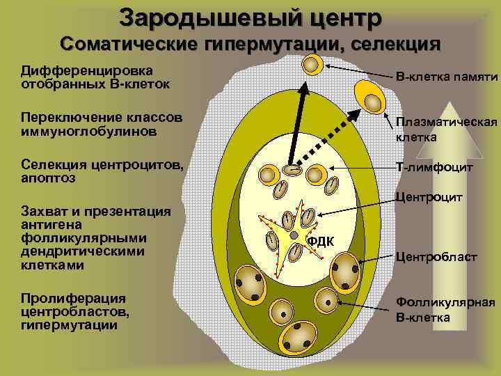 Постэмбриональный гемопоэз схема