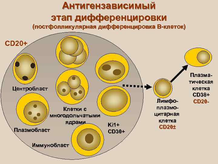 Схема дифференцировки в лимфоцитов