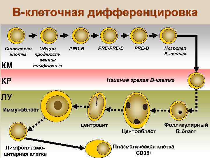 Дифференцировка клеток презентация