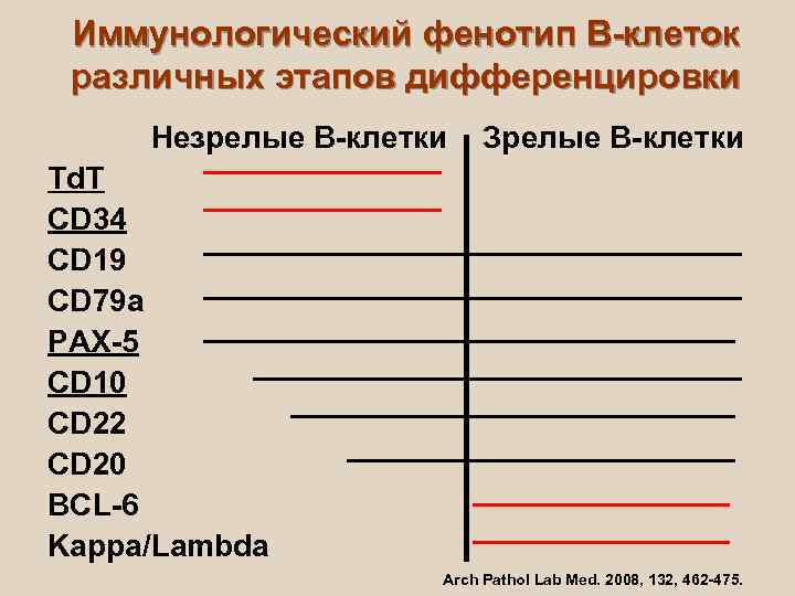 Иммунологический фенотип В-клеток различных этапов дифференцировки Незрелые В-клетки  Зрелые В-клетки Td. T